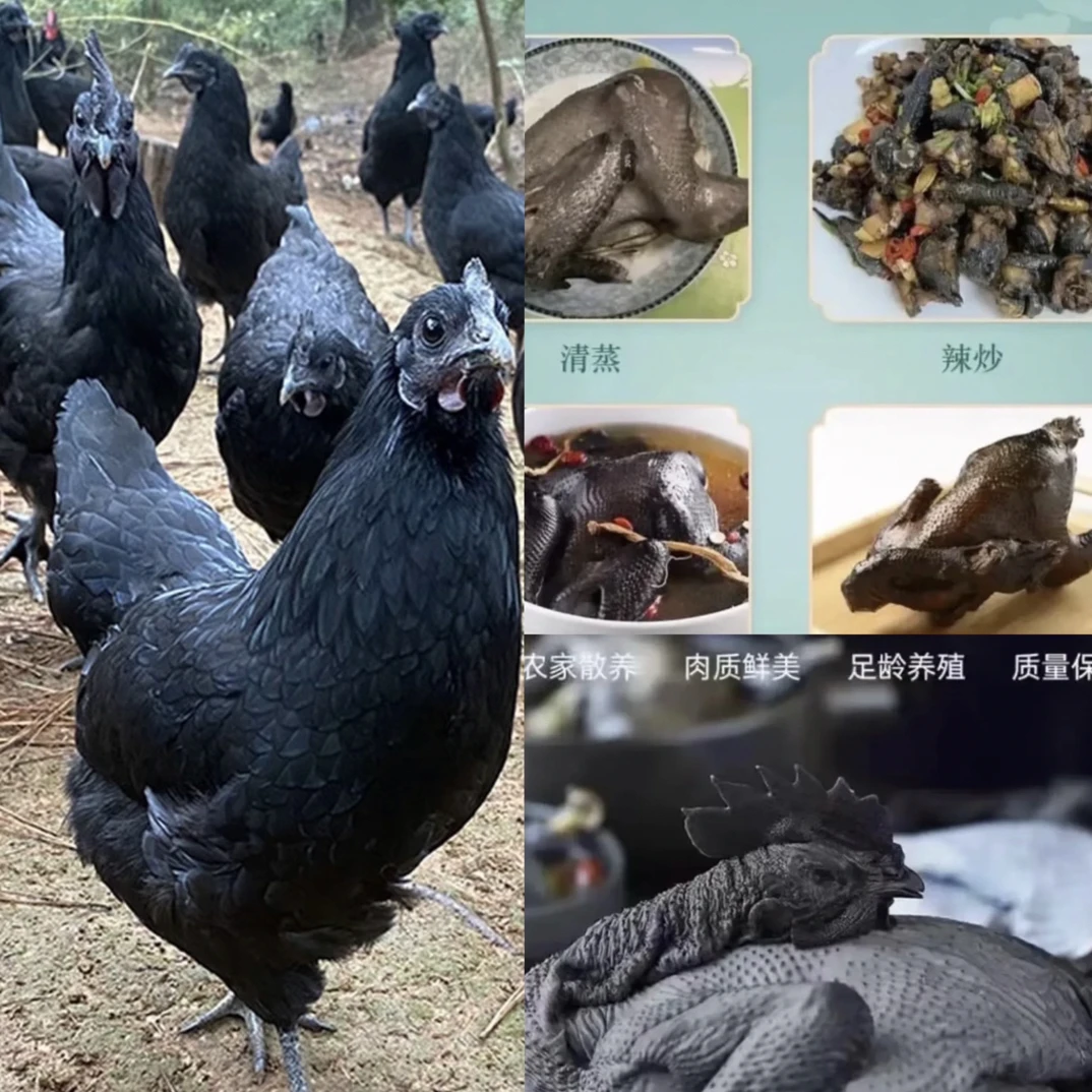 纯种五黑鸡整鸡山林散养绿壳蛋鸡乌骨肉质鲜美整鸡发