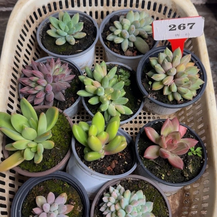 267多肉植物一物一拍
