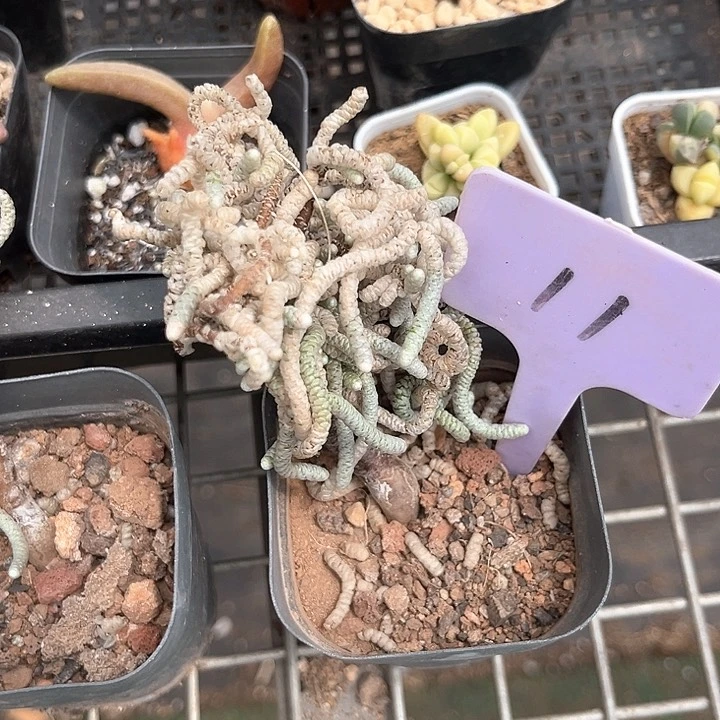 我也不知道我为什么要这样对