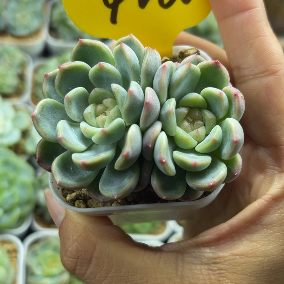 童话甜心双头4248