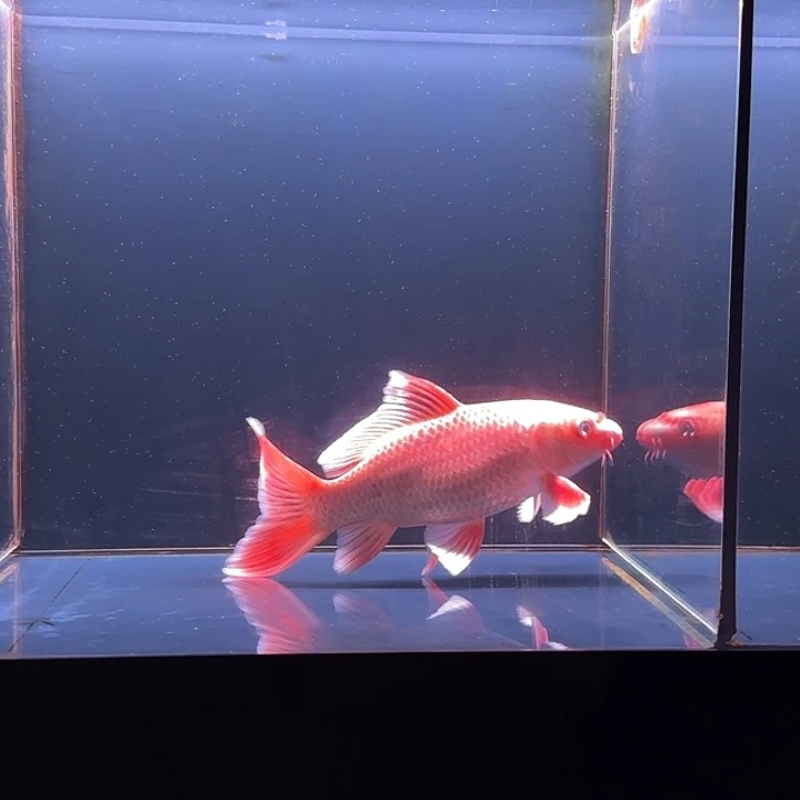 海水鱼62号红蝴蝶