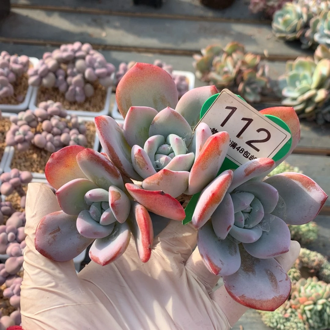 红皮韩版奶茶老桩112