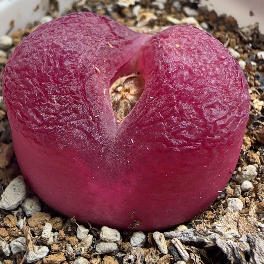 多肉超毛1430.48一颗33号