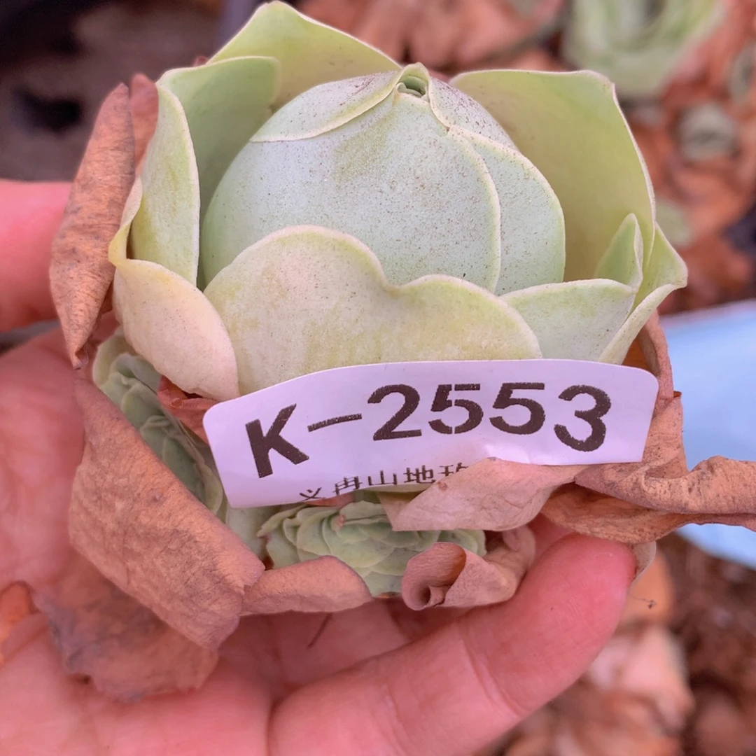 2553包子不大g vvv