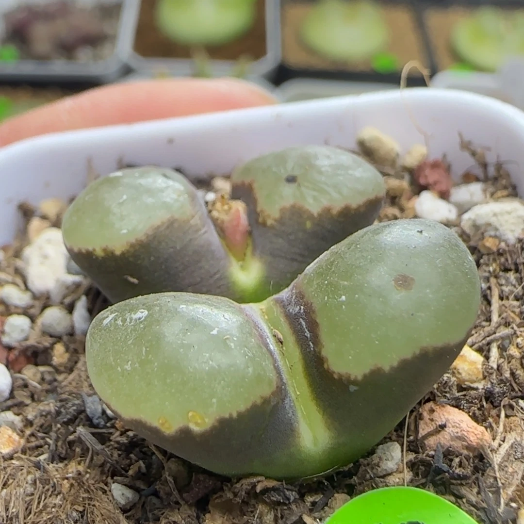 大磁铁2.1+多肉植物933