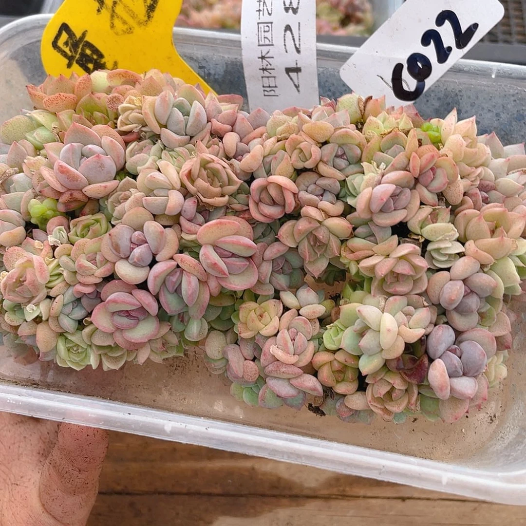 量拍多肉植物多肉植物428