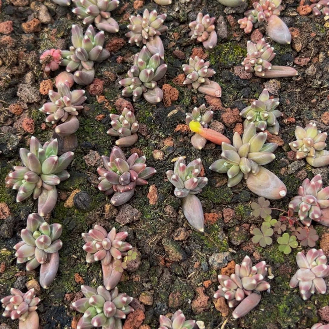 10大小不等大小不等