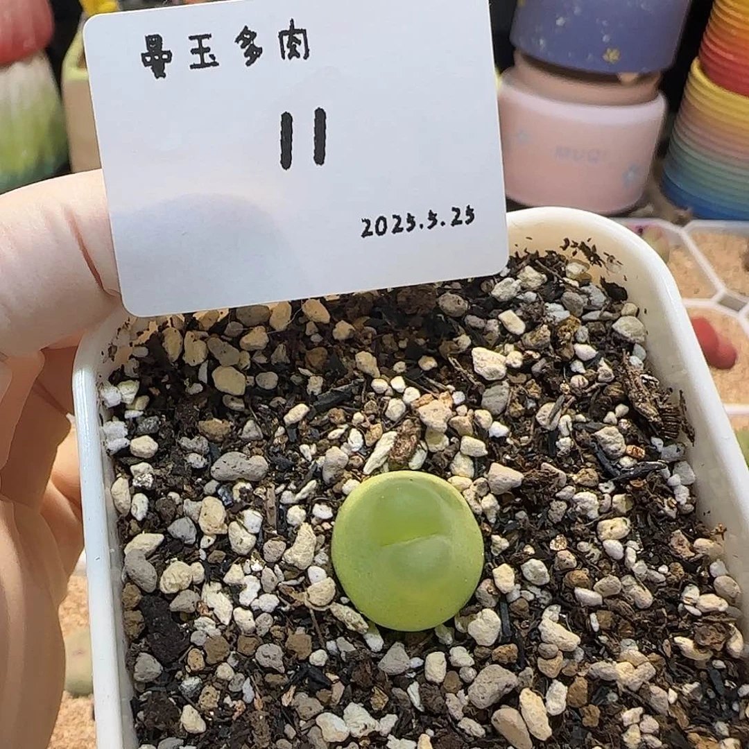 蓝***姬多肉多肉多肉6.25-011