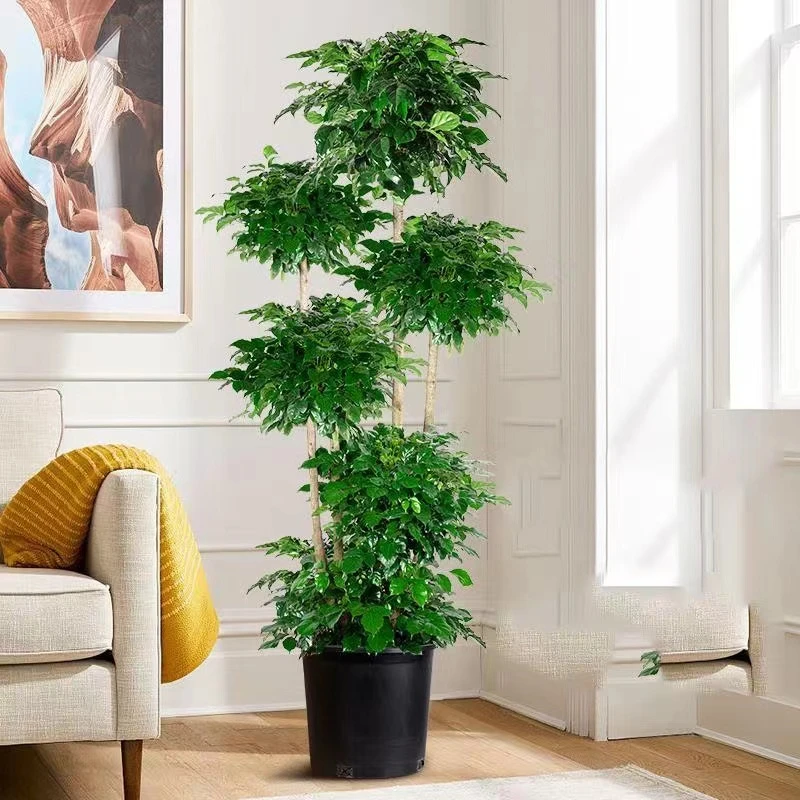 【六层幸福树】6层老桩绿宝大型盆栽室内绿植净化空气广州基地直发