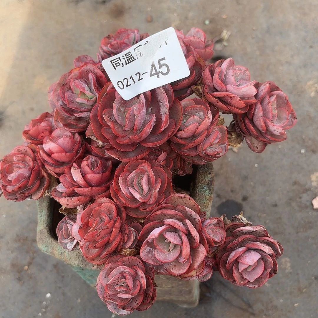 同温层多肉45秀妍