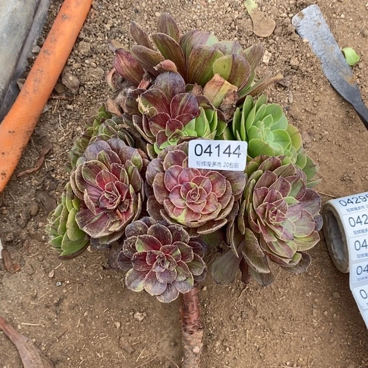 04144花月夜多肉植物