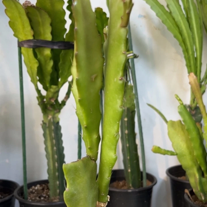 当前无花栽培后可以开花357