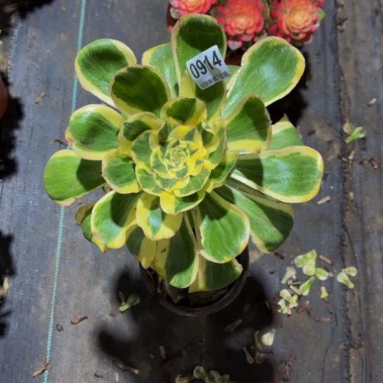 五***钱燕子锦0914444444444