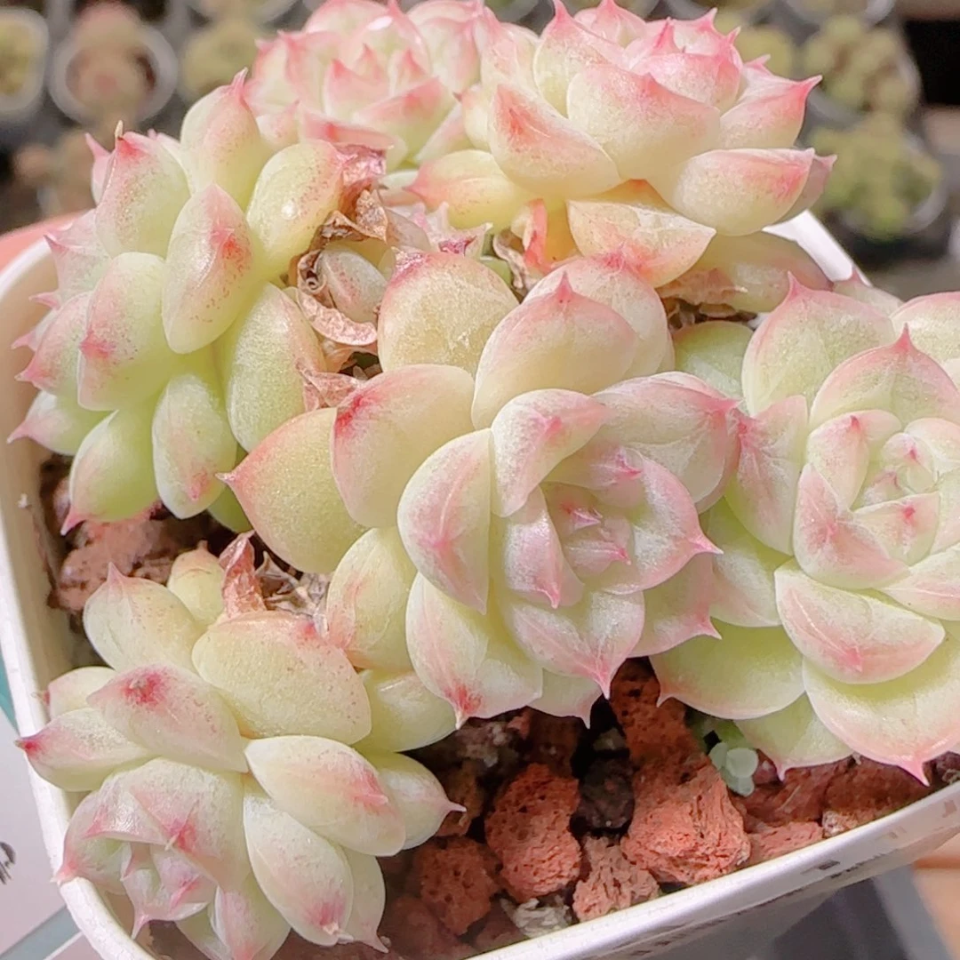 T***o花语逸镜1106-154散