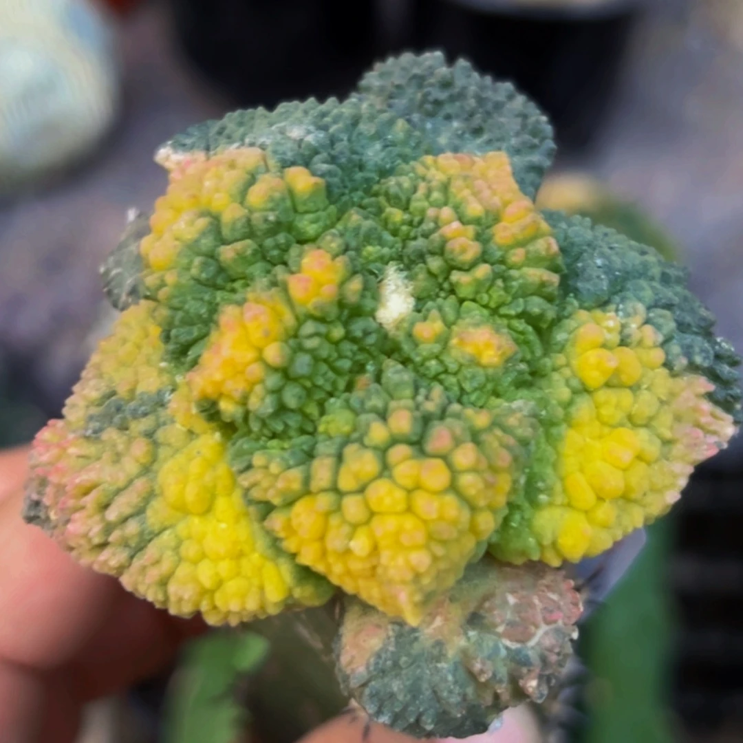 无花朵福利散班大尤哥斯拉牡丹锦615