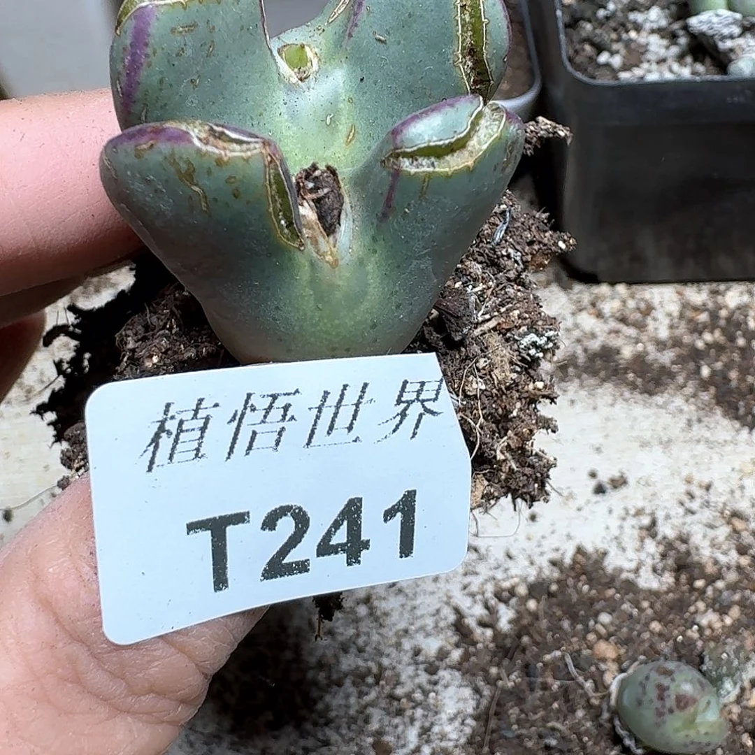 241号多肉植物哇xv