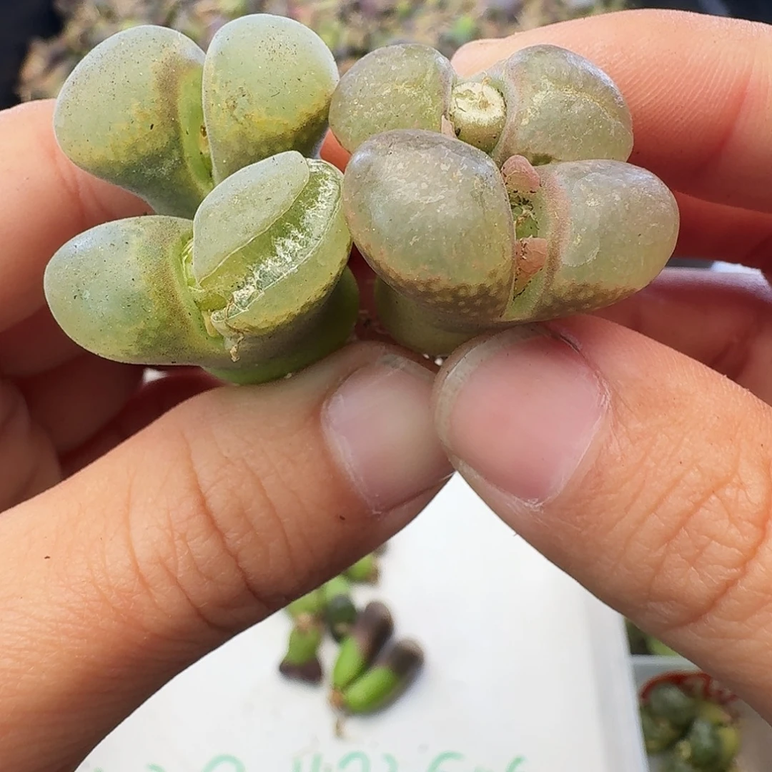 福利瑕疵风铃介意慎拍350