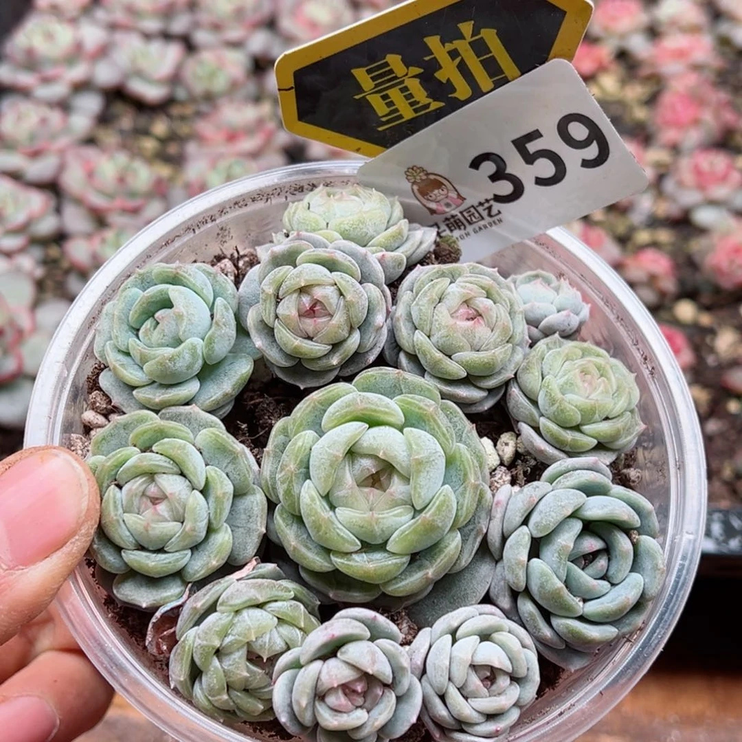 多肉植物多肉植物