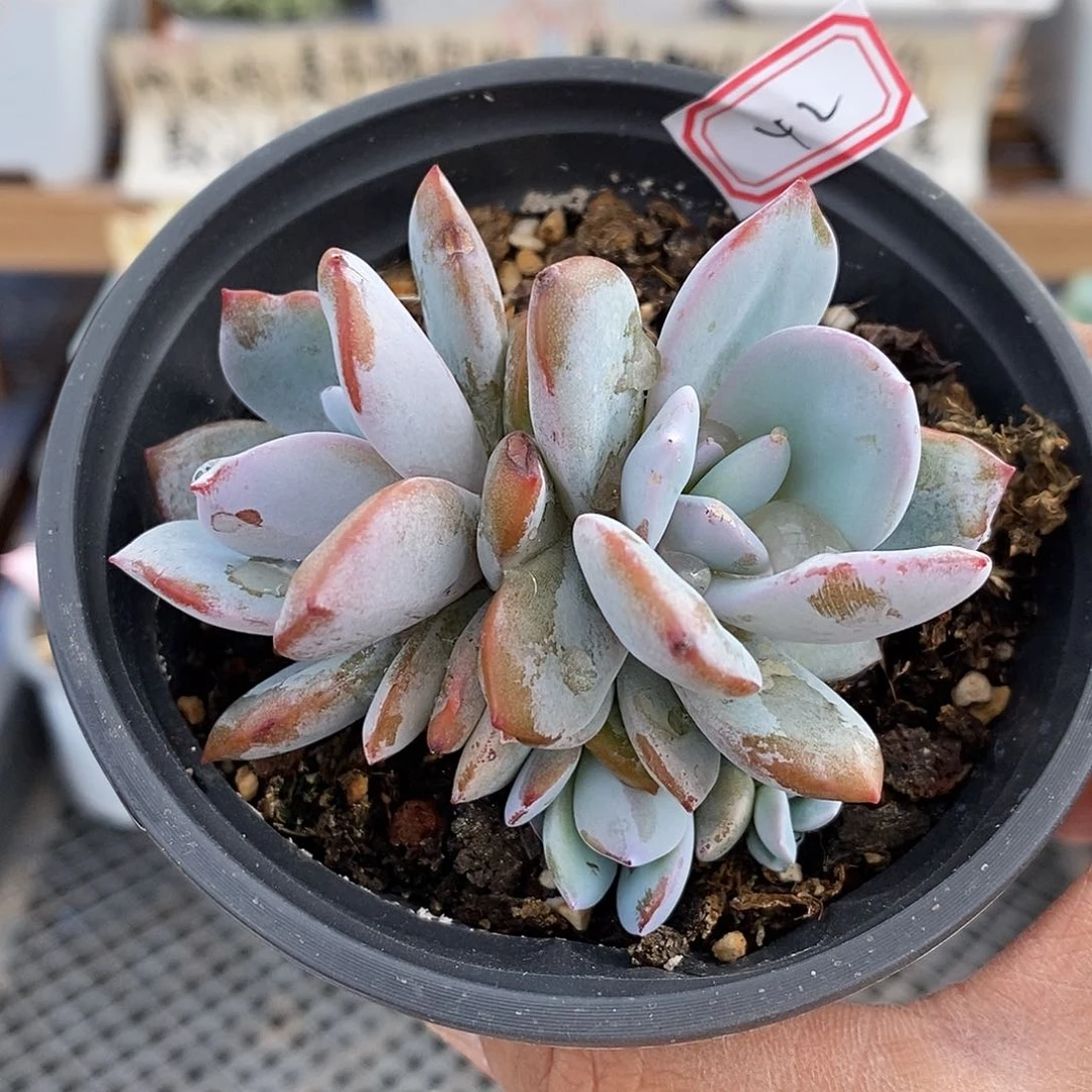 1142 奶茶自然群