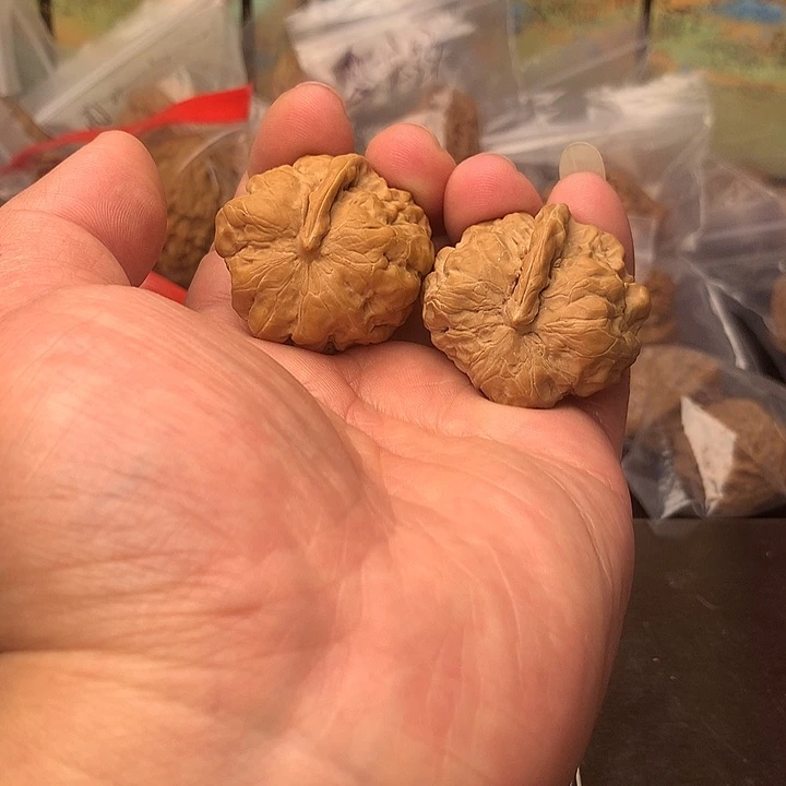 核桃一帆风顺一根筋