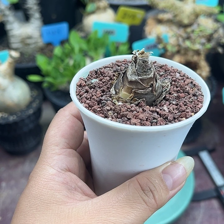 波叶雪莲产地多肉植物