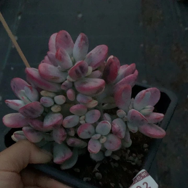 无花朵不**此专拍链接多肉植物402