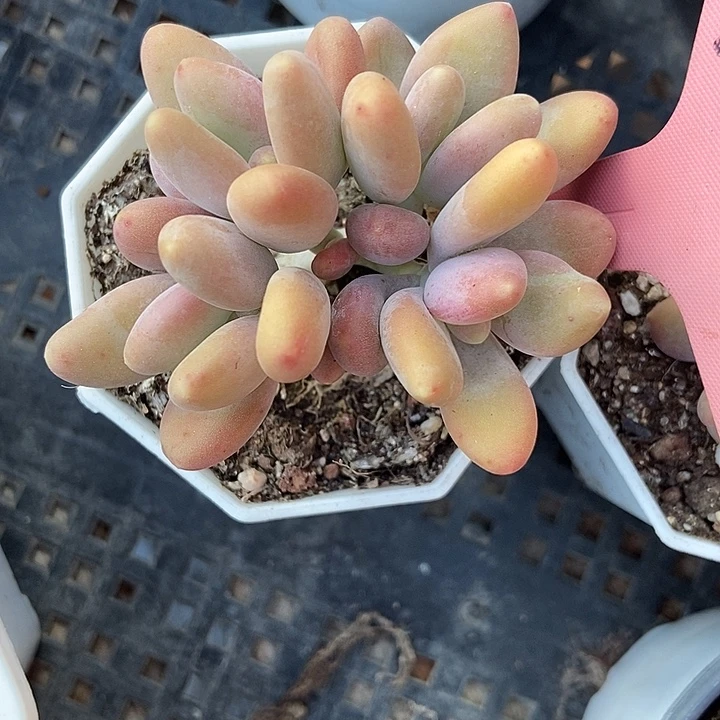 多肉植物芒果奶7008