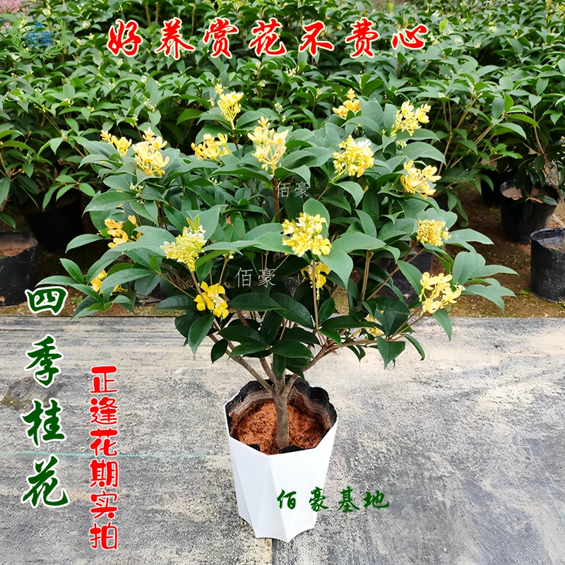 福建四季桂花盆栽基地花开带香味室内植物阳台花卉浓香型顺丰包邮