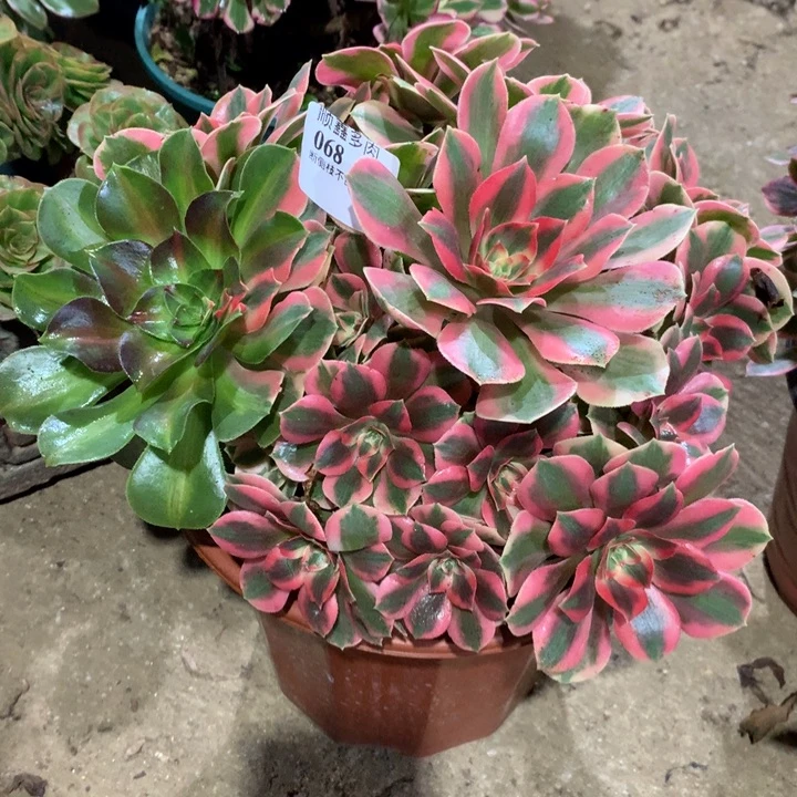 068女妖多肉植物特价