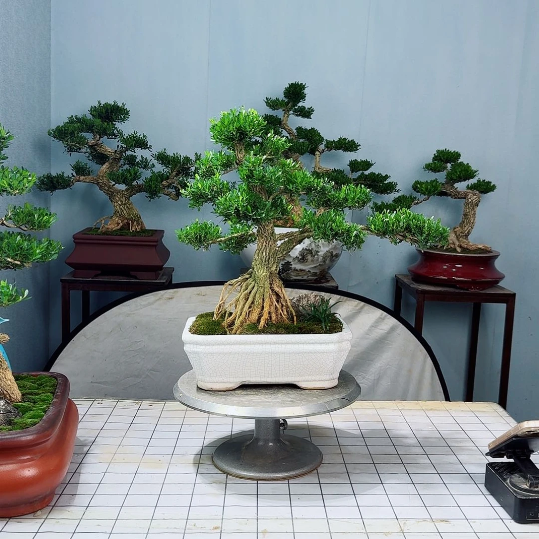 明广东皱皮雀舌黄杨