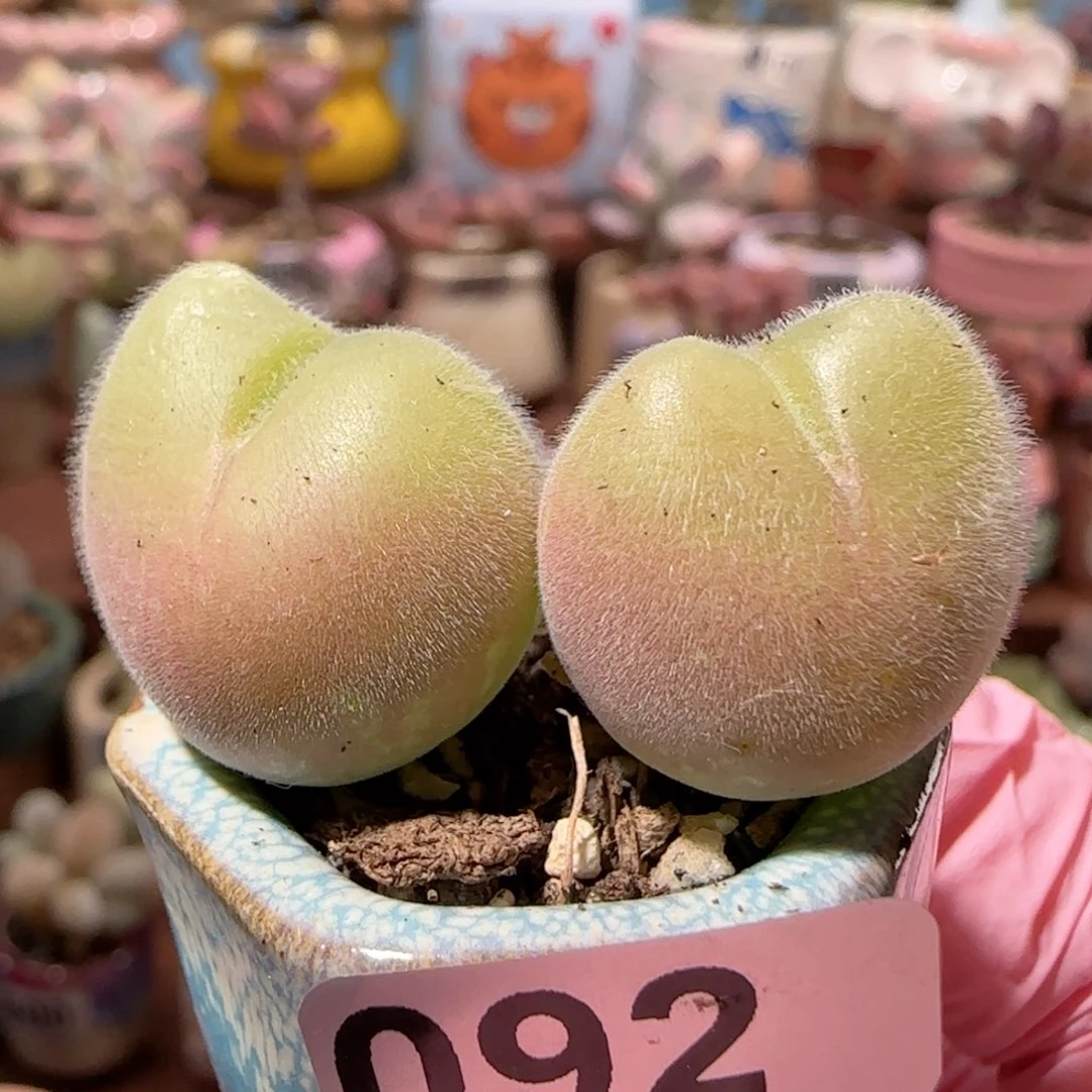 胖毛翠 盆口2.5cm 微瑕