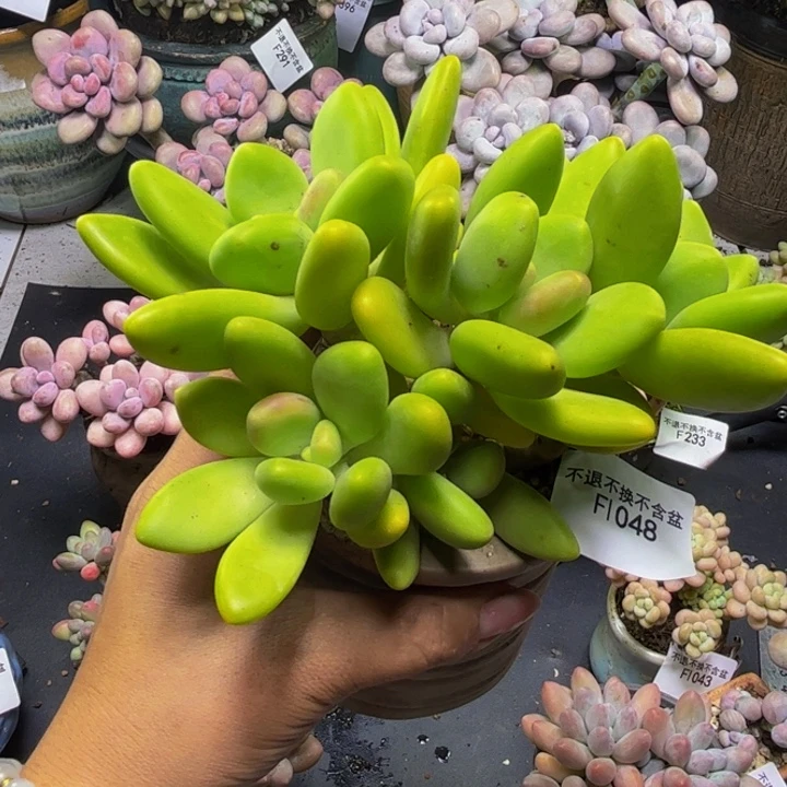 罗***华芒果奶酪048/13cm多肉