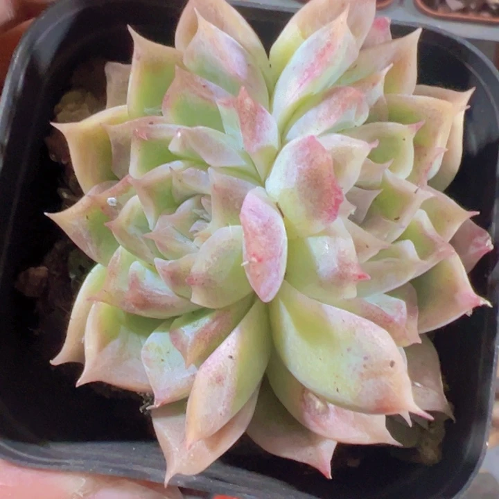 颜如玉精品多肉植物