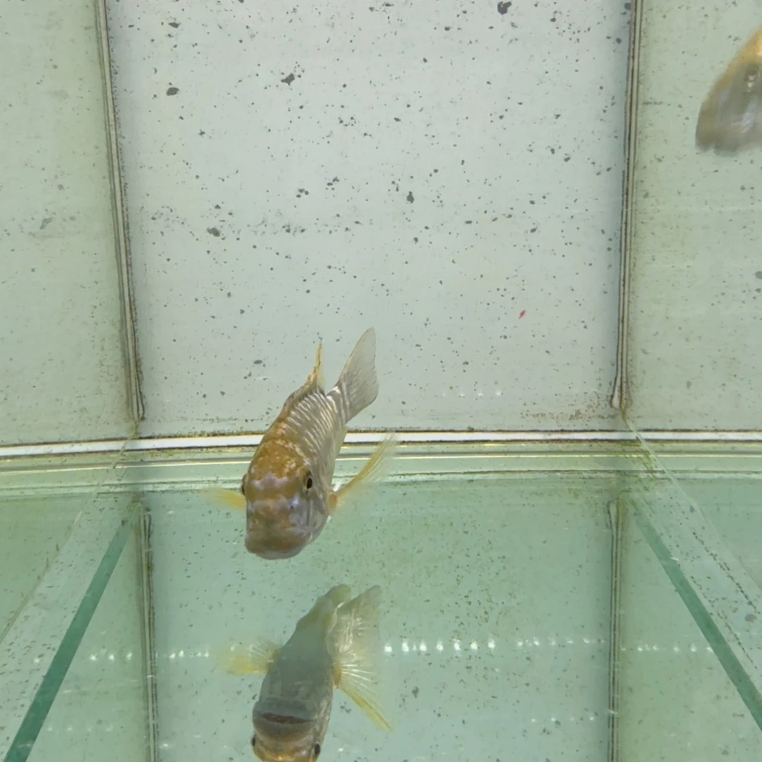 涛***涛海水卡桑加绿龙1019。公。