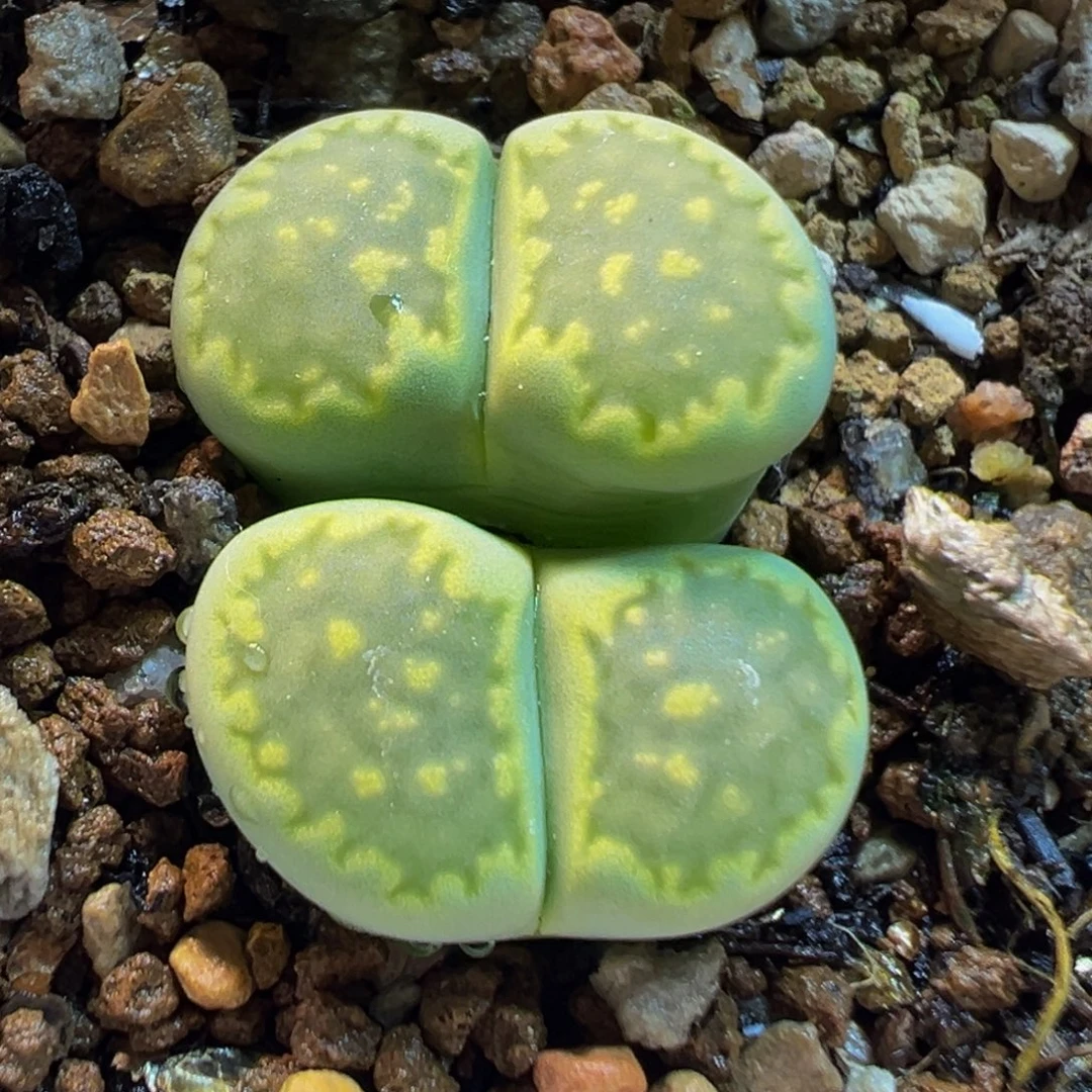 752多肉植物种类多样