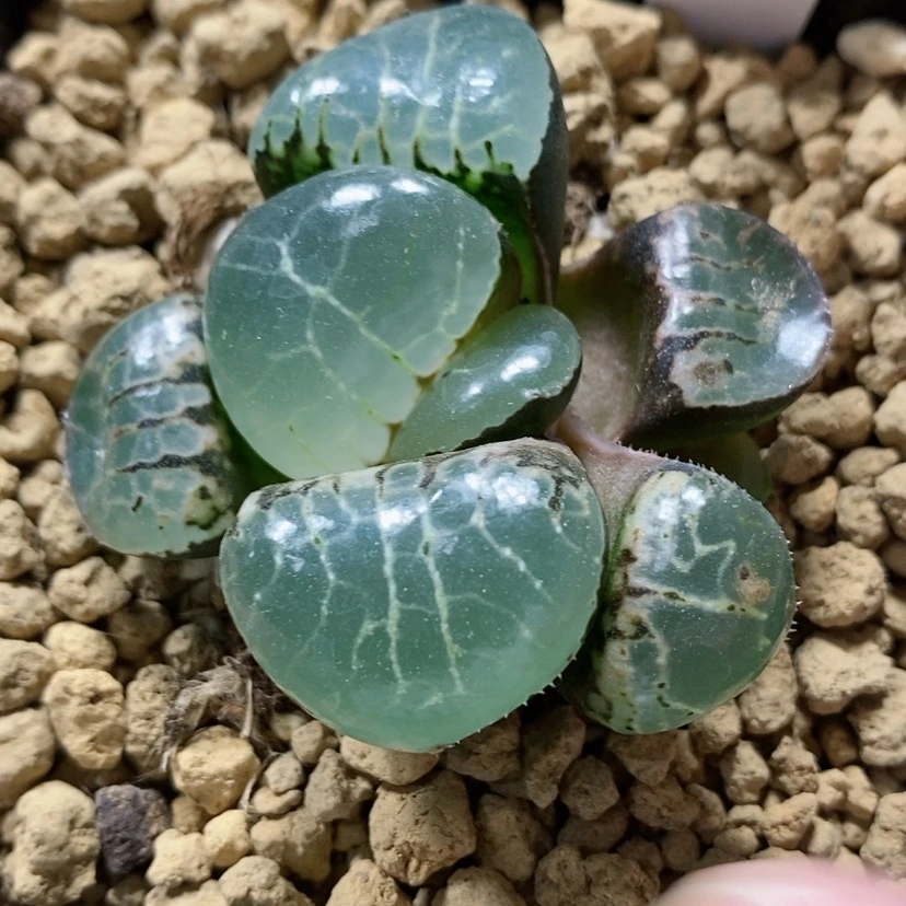 【闪购商品】123巨大化月光