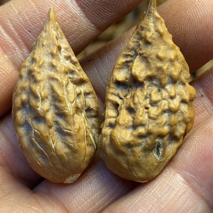 文玩核桃吊坠娜姐67