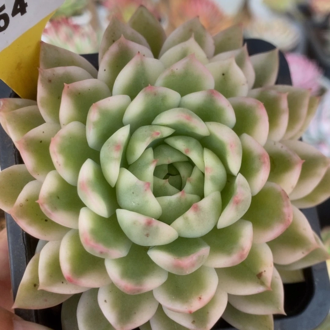 254长岛冰茶锦锦锦锦锦