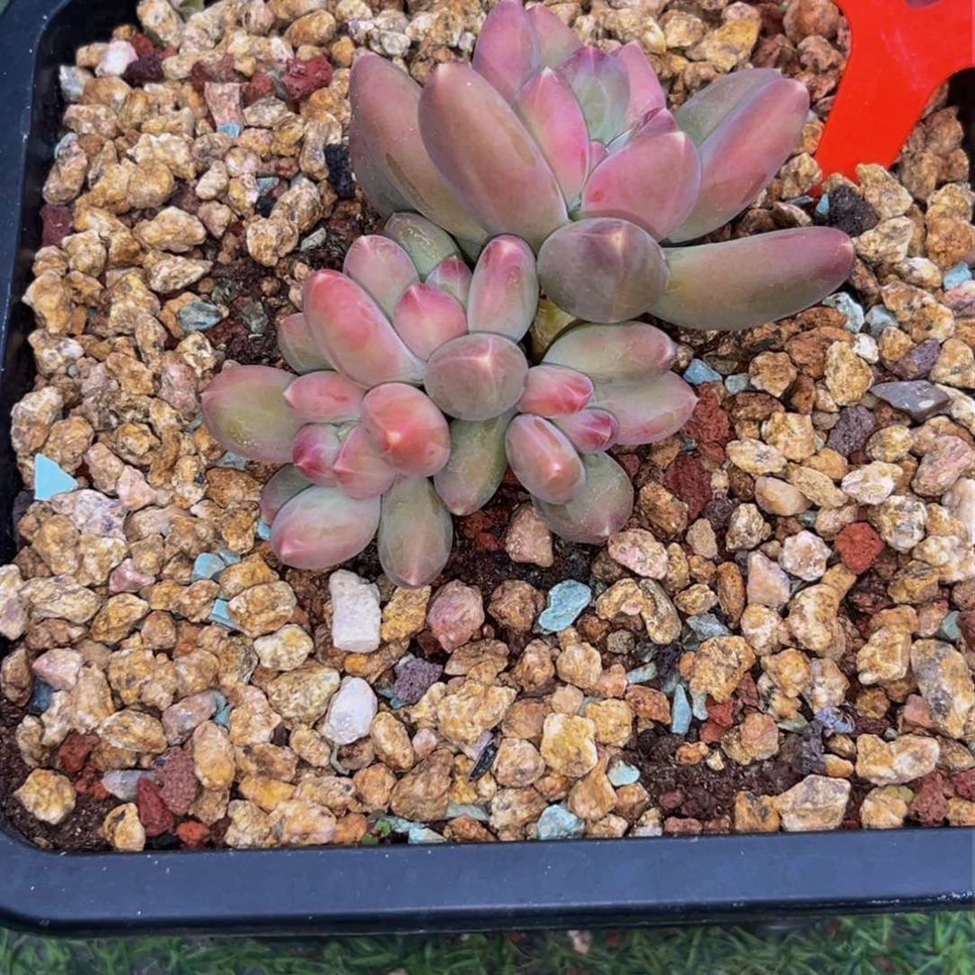 4323下午多肉植物群生