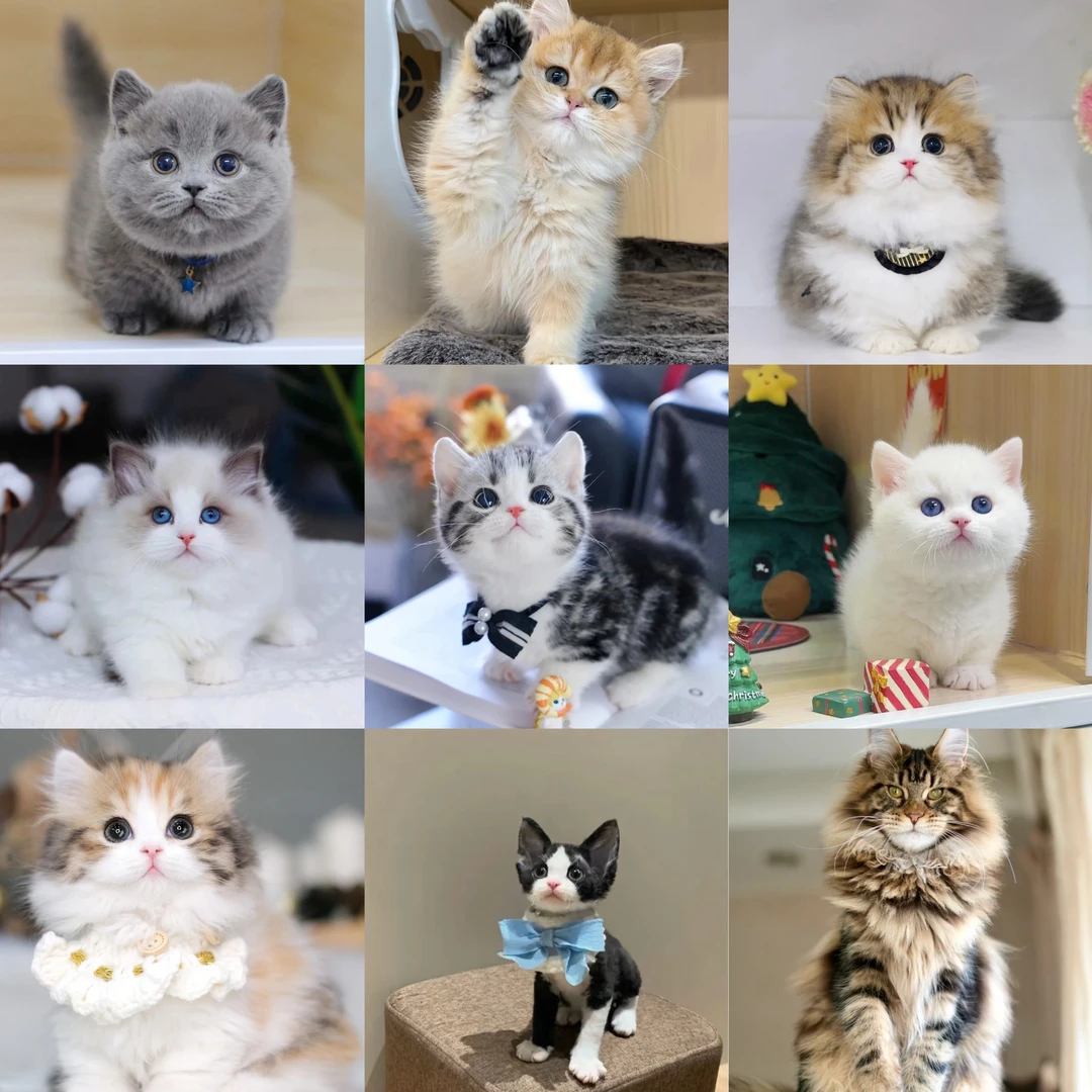 【福喵】活体宠物猫猫