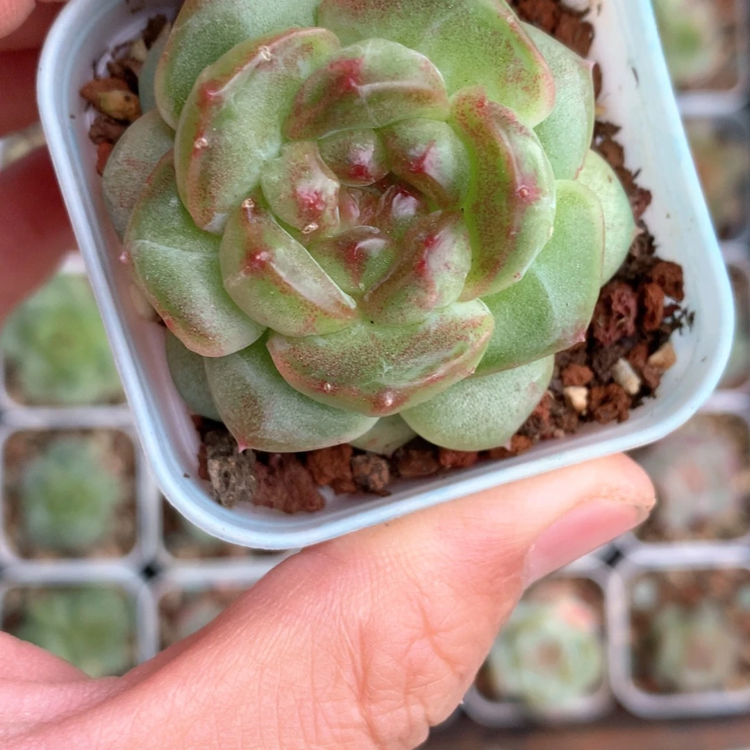 油亮麦秆杂珍妮。       31号