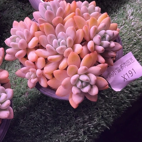 不**糖我是第一百个为妖刀应援的