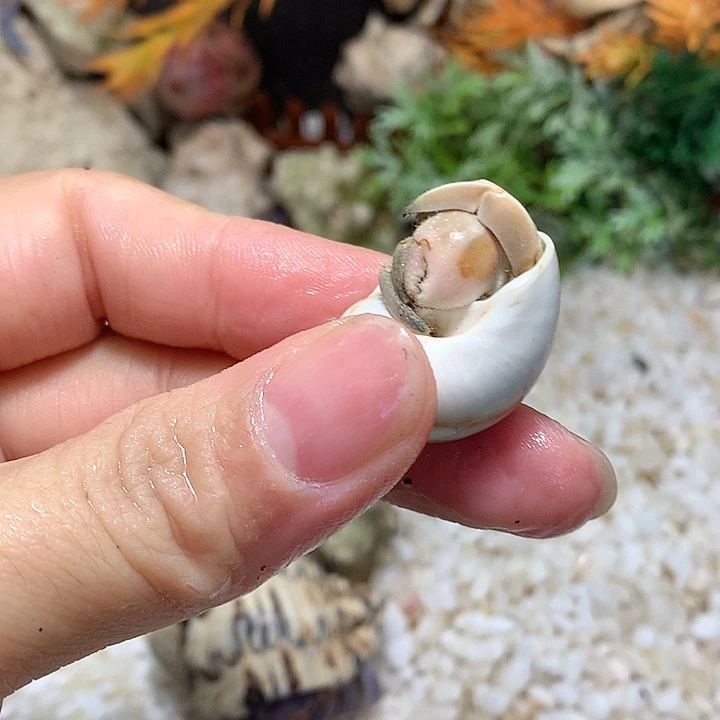 1.5口径奔跑的寄居蟹23号