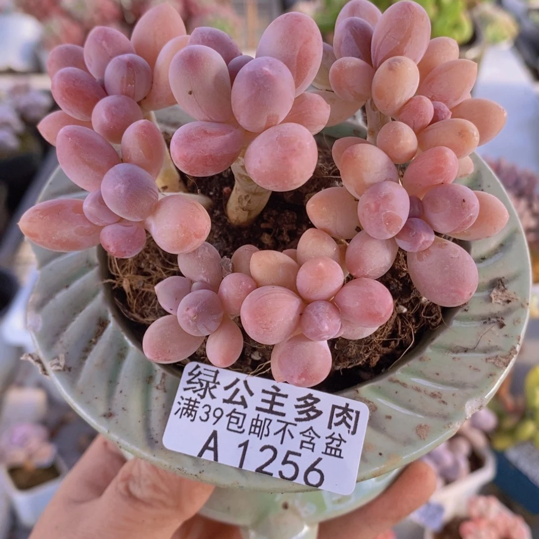 香水手指奶9cm1256多肉植物