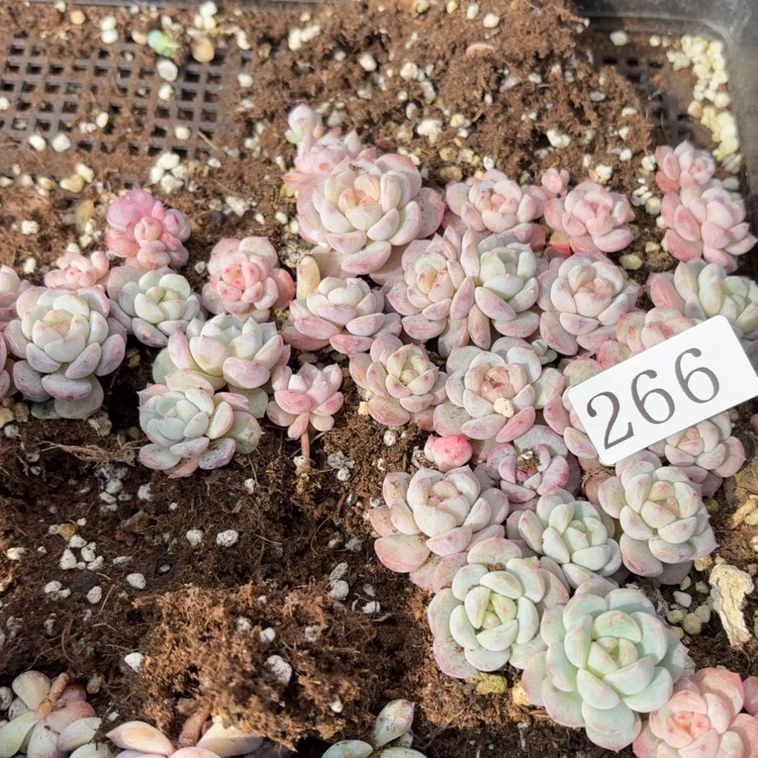 记***哦多肉植物多肉植物266