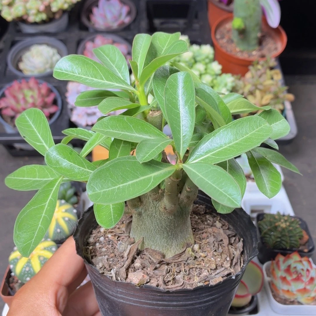 沙漠玫瑰多肉9.9包邮发货