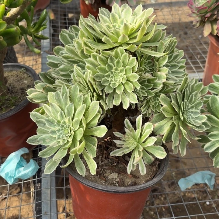 碧浪多肉法师6348