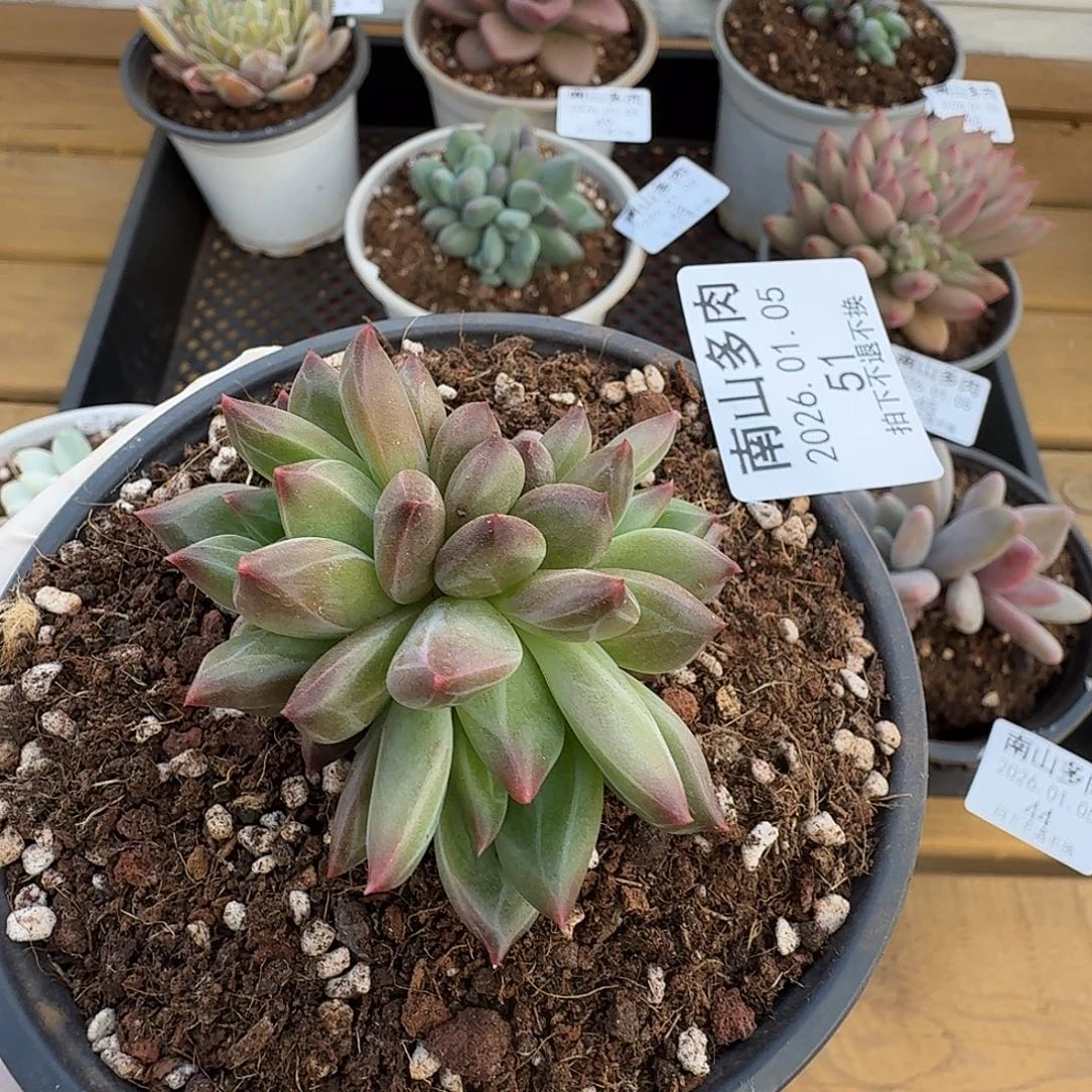 雪戴利11110505-51