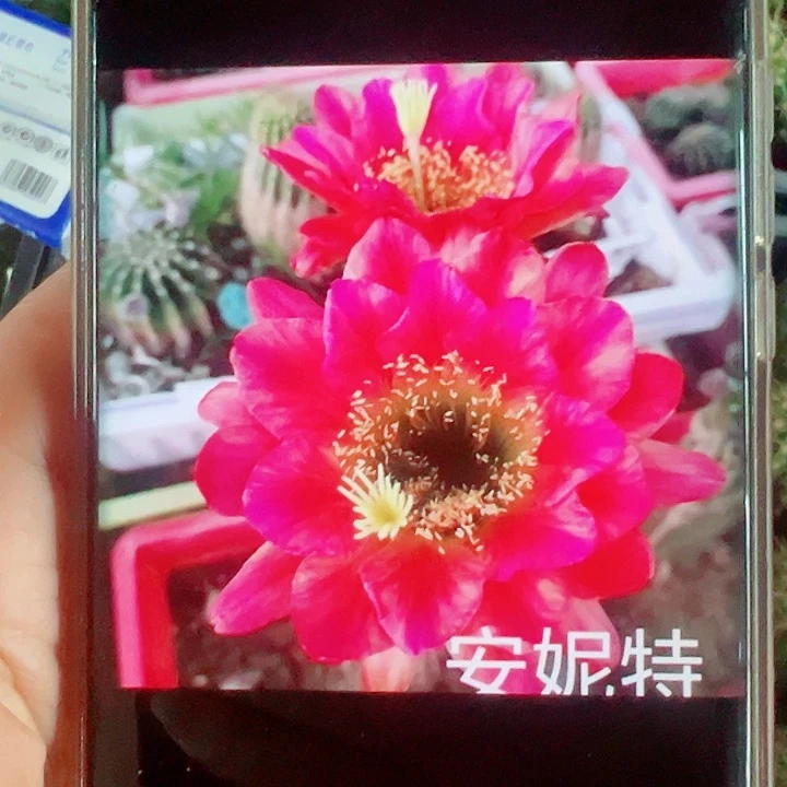 毛花柱安妮特侧芽拍一发二