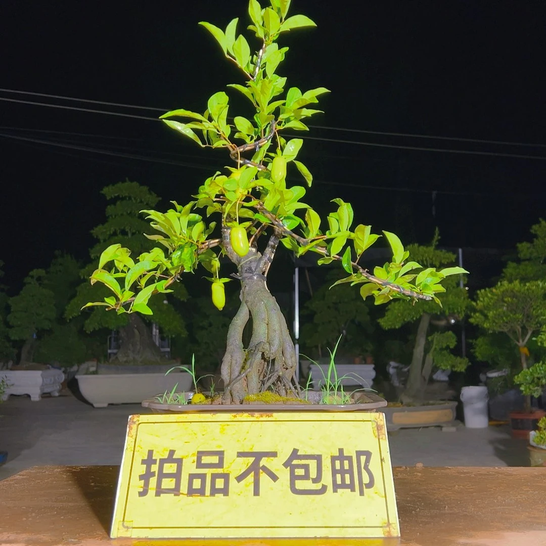 无花朵嫁接金弹子